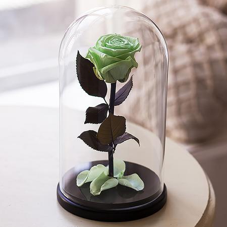 Салатовая роза в колбе